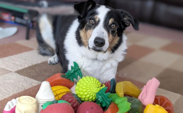 Az ELTE etológusainak vizsgálata szerint a kutyák gazdáik beszélgetéséből is képesek új szavakat tanulni